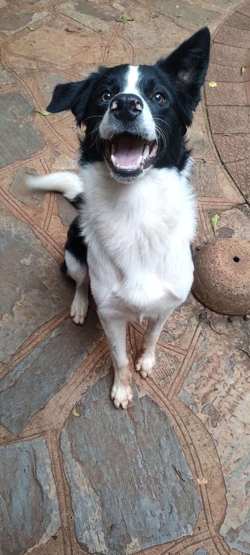 Yes! I really DO want that toy, Mom!