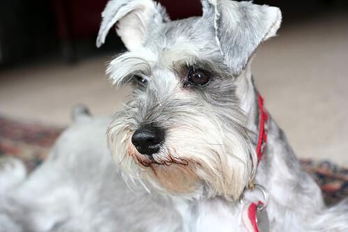 Schnauzer Miniature