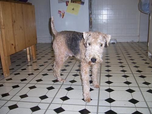 Terrier Lakeland