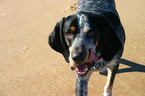 Bluetick