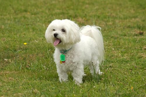 Maltese