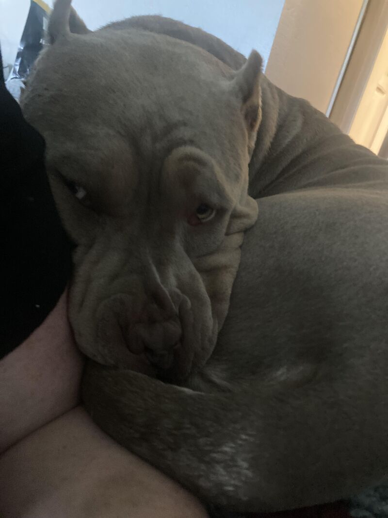 I wouldn’t let him eat my glasses