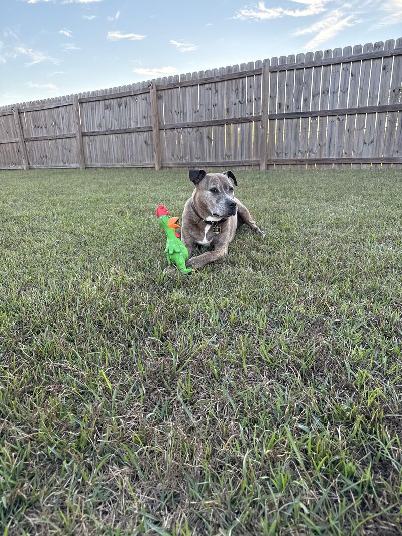 I just wanted to share my soul dog Bubba