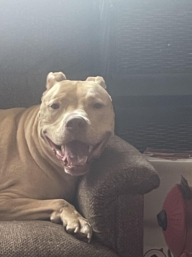 Happy puppy ❤️😘