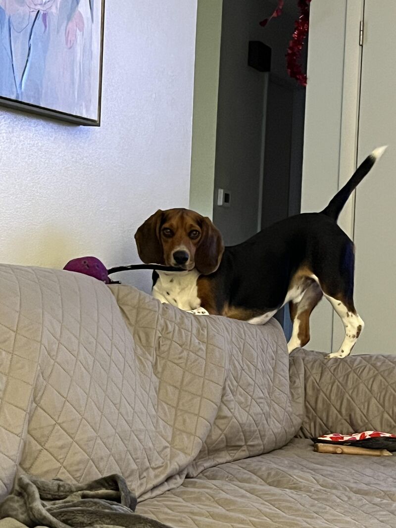 Augie loves to play! 🐾🤣