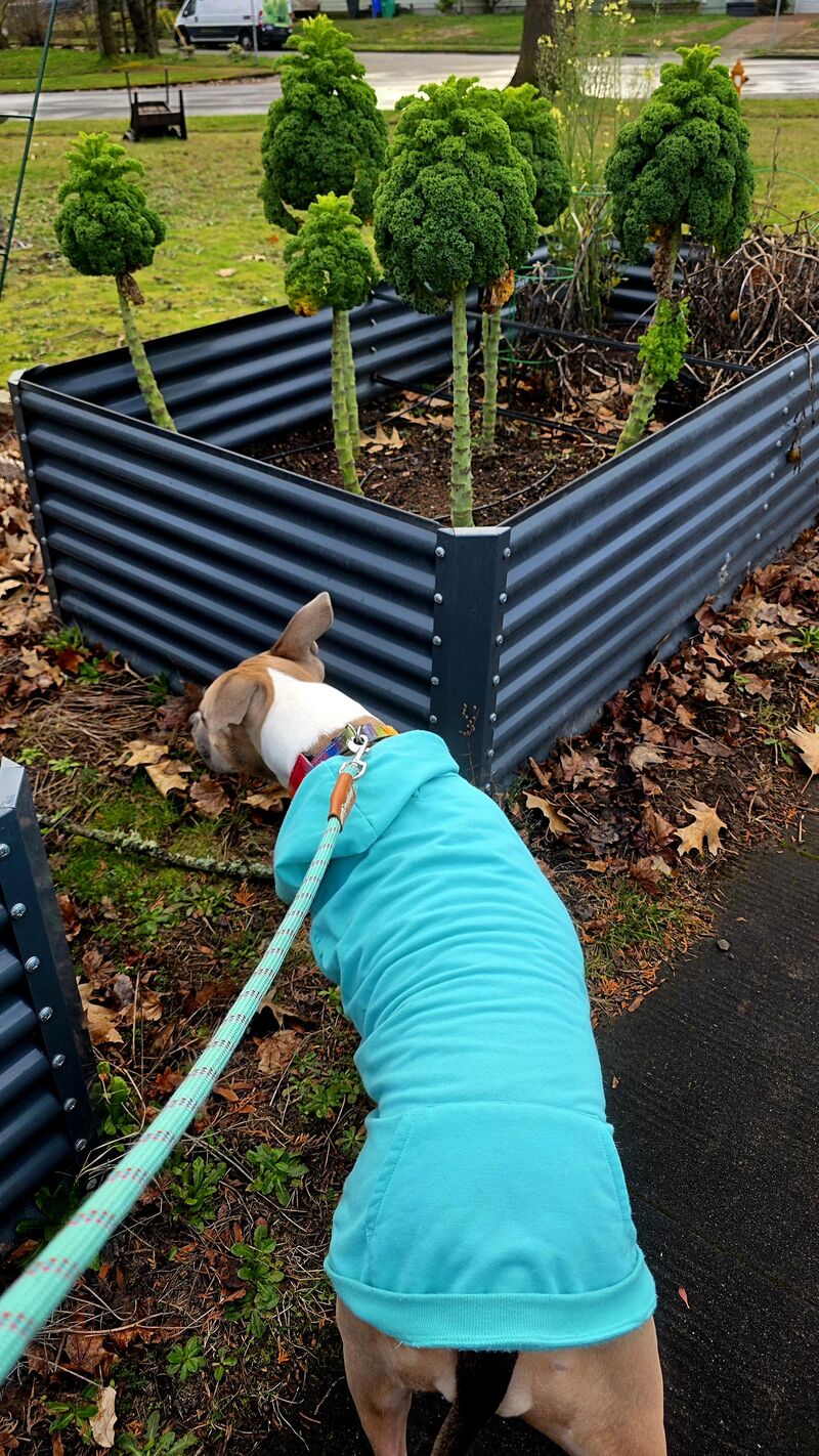 Espy is checking out the neighborhood kale forest.