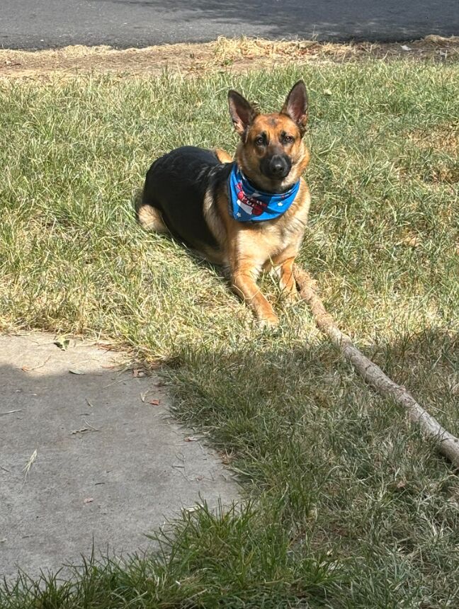 POV my boyfriend's dog is jealous of me 24/7 when I'm with my man. This is how he be looking at me all the time.