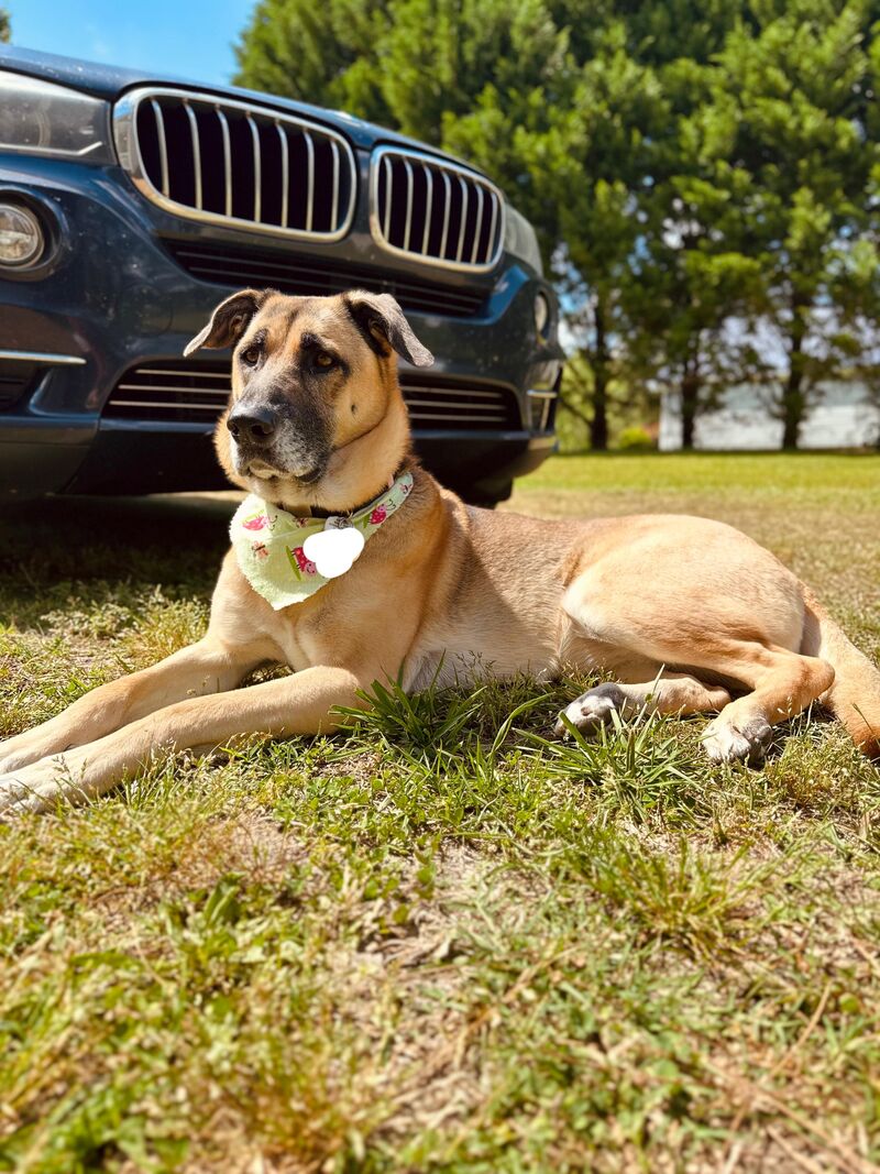 Pet safe Fence not working on high boundary