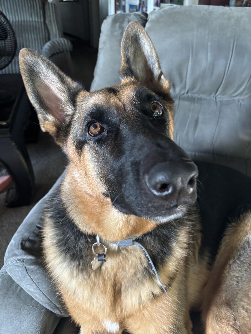 Who’s German shepherd looks like mine?