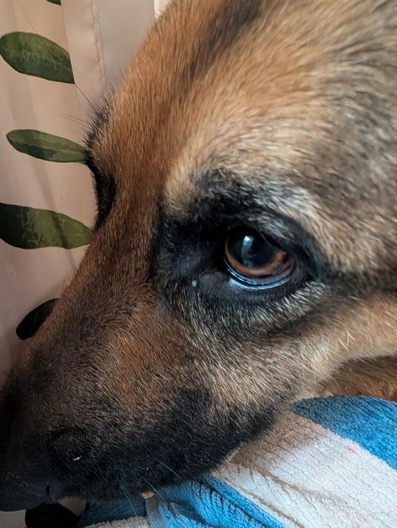 My husband sent me this picture of our GSD as he gives her a nice warm bath