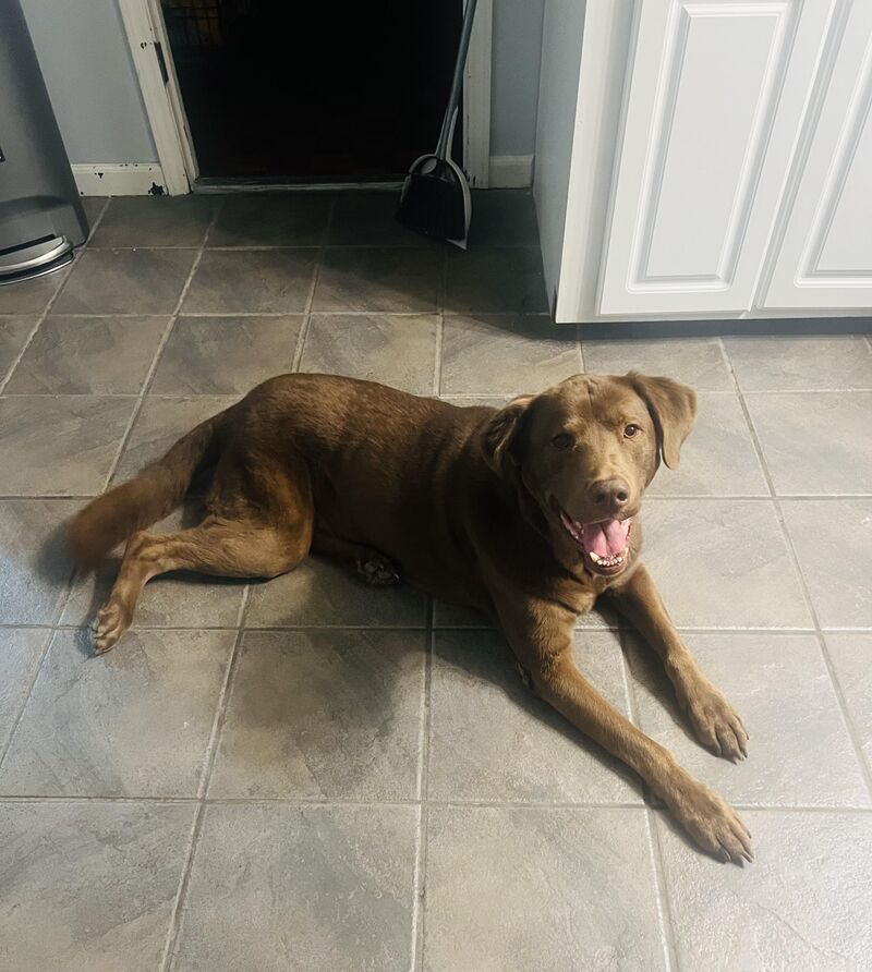 I worry I don’t do enough with my Lab.