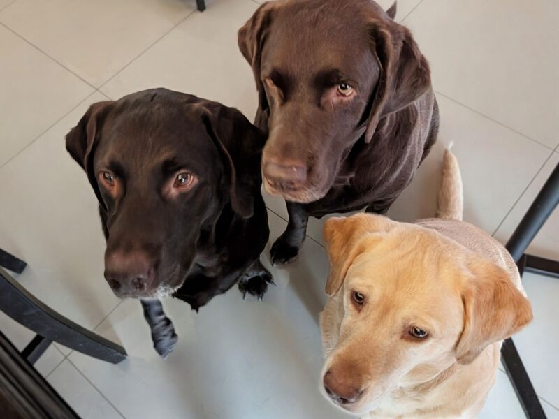 Lucas, Noah, and Luna would like a bite
