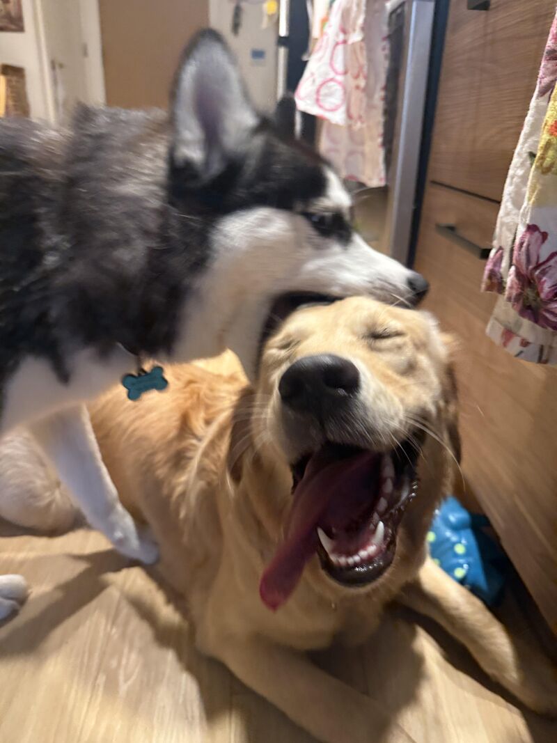 She is happiest when her best friend is biting her head