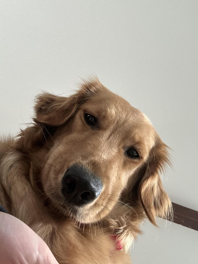 share all your silly golden pics