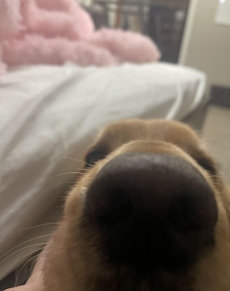 pov u have treats