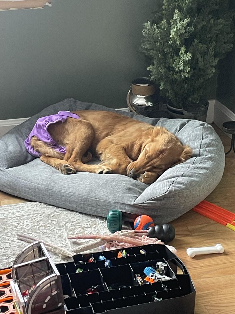 Decided to have her first heat at 3 in the morning.