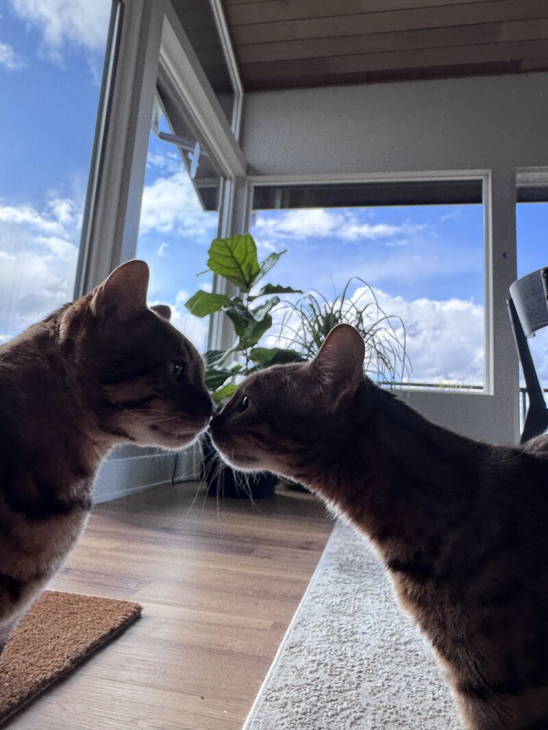 These beautiful cats at a job today