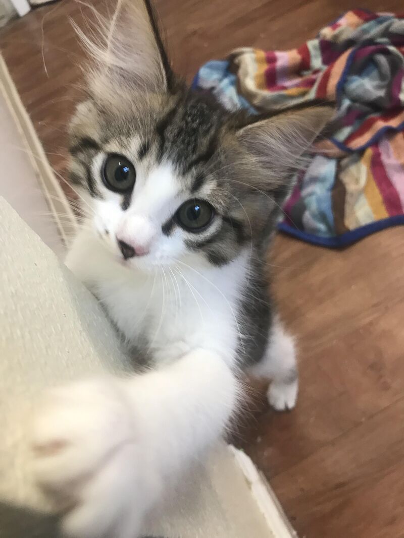 my sweet girl kim🤍