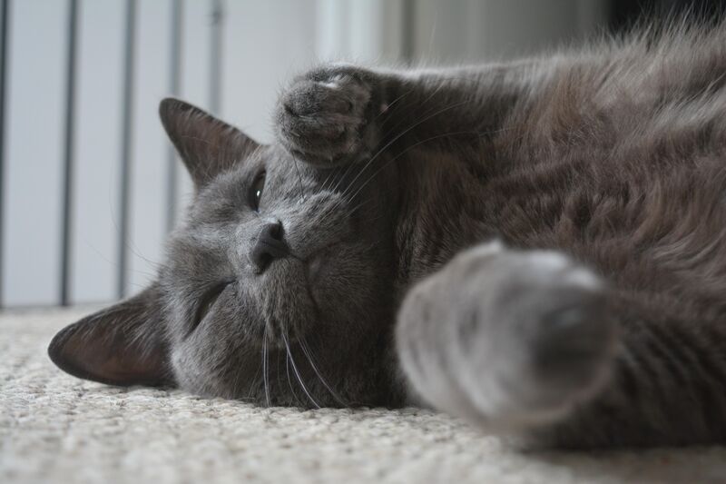 My favourite picture of our cat :3