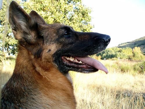 German Shepherd