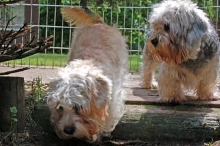 Terrier Dandie