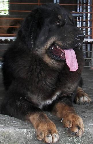 Mastiff Tibetan