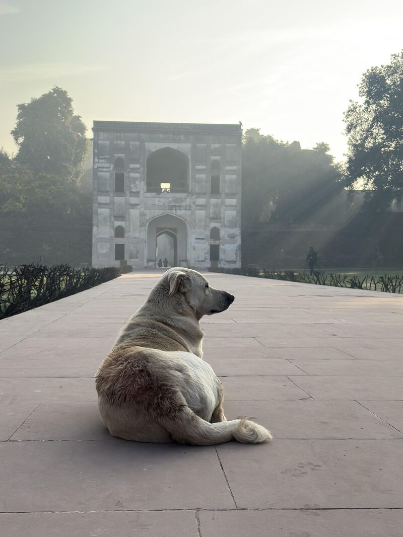 Pupper likes to bask in the sunshine near Delhi’s historic monuments [OC]