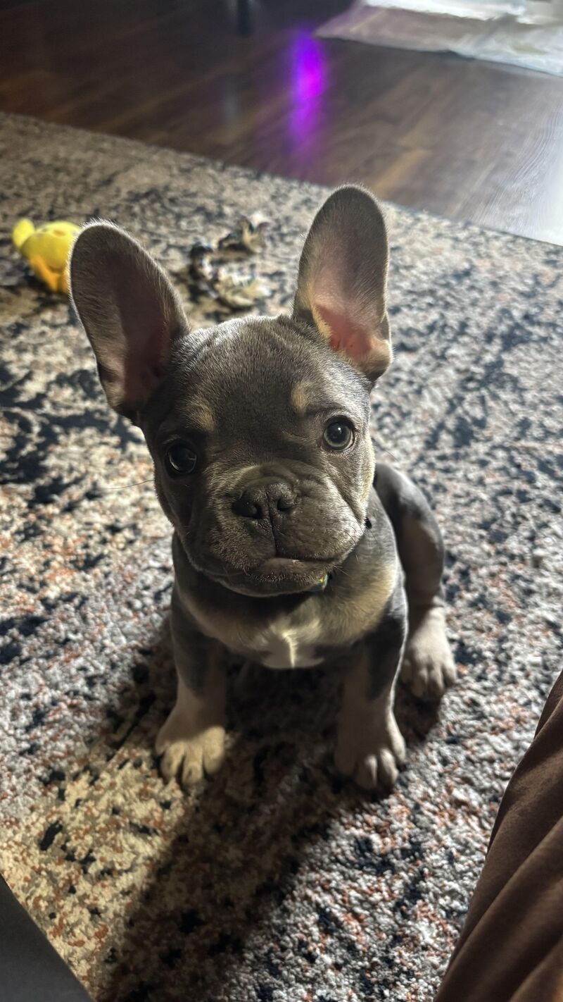 I shall call him Winston, and he shall be mine.