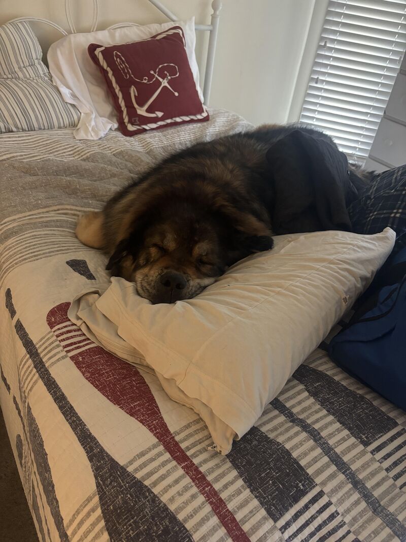 Meet our old boy Moses