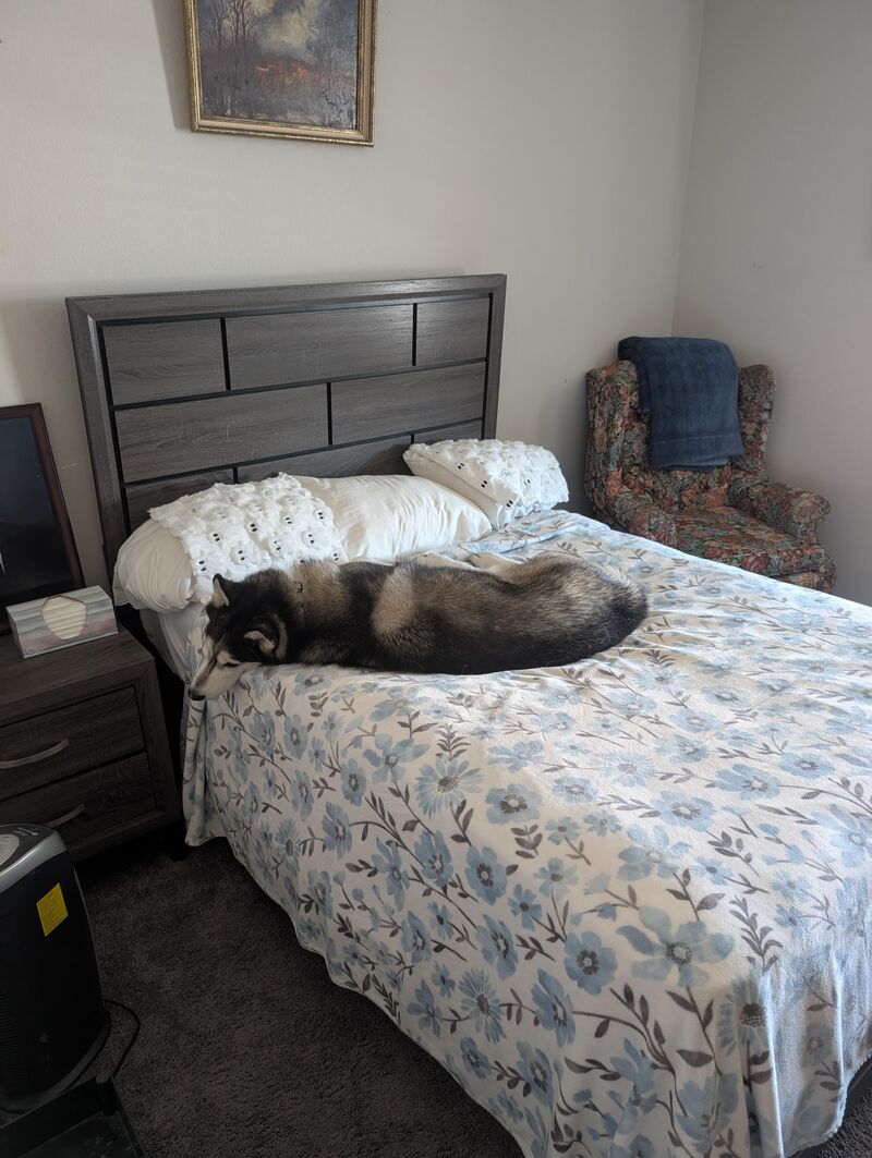 We have a guest bedroom that is now our Husky's