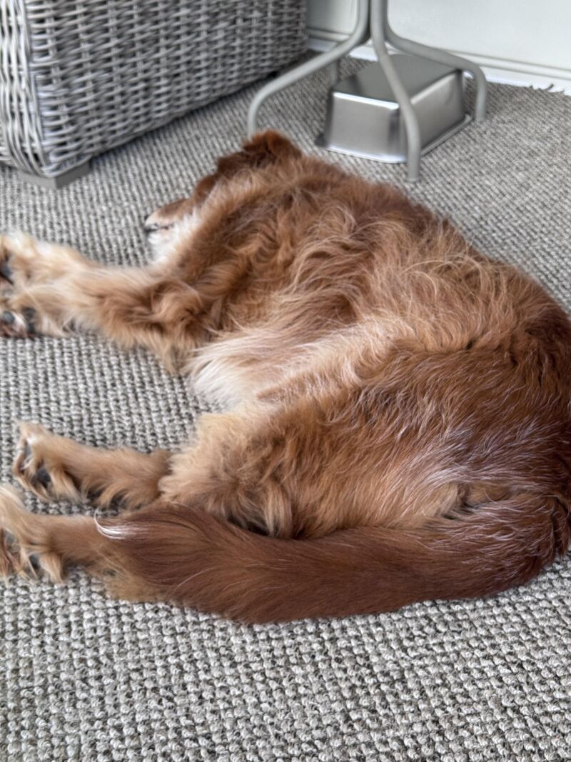 Buddy taking his afternoon nap