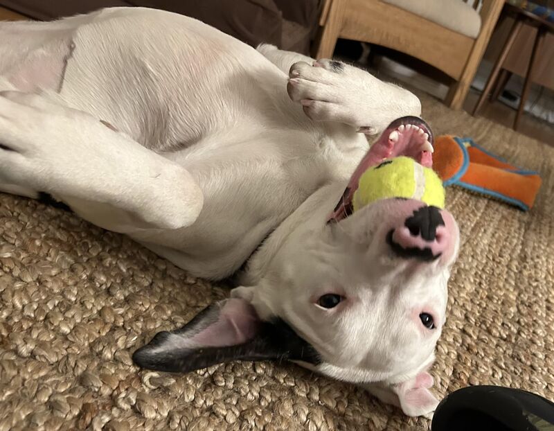 Is Gracie your girl??