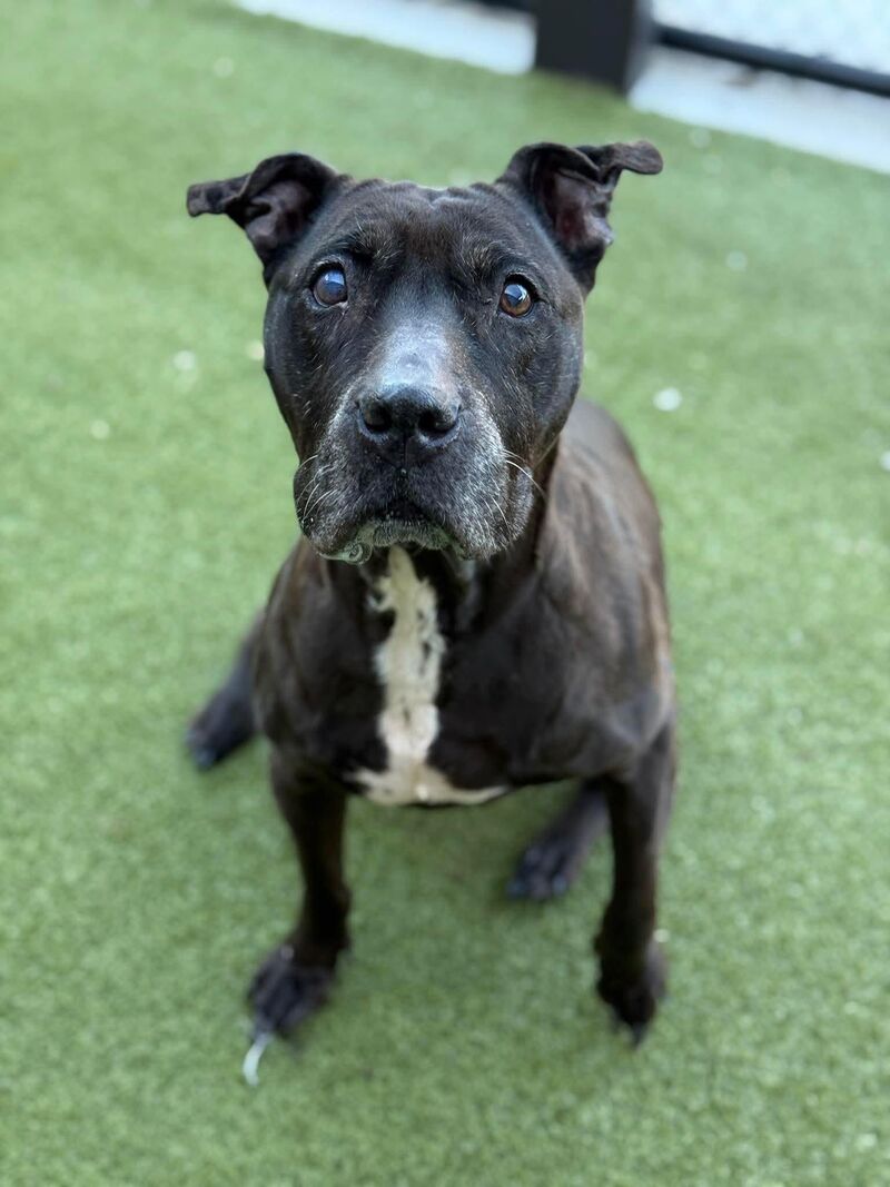 sweet diabetic senior, cathy is located at fulton county AS in atl, georgia! deadline tomorrow, 2/19/26 @ 7pm!!