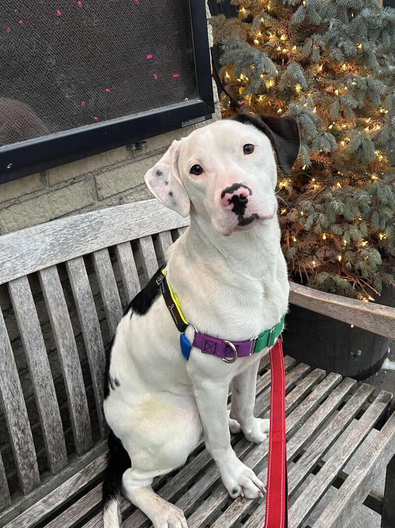 Meet my foster girl Gracie!