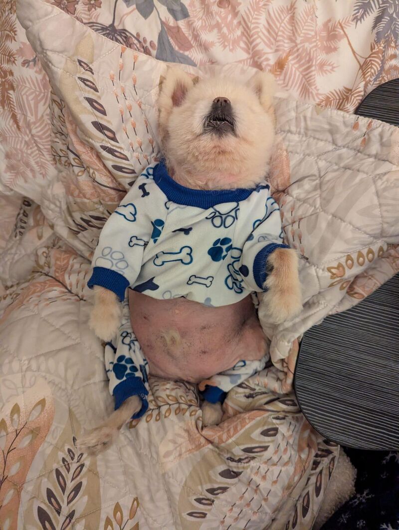 All of the posts on here are euthanasias so here's a pupdate of Toby