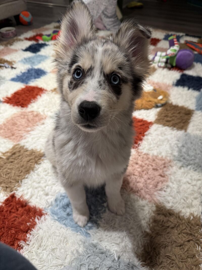 I just rescued a Siberian husky/australian shepherd mix