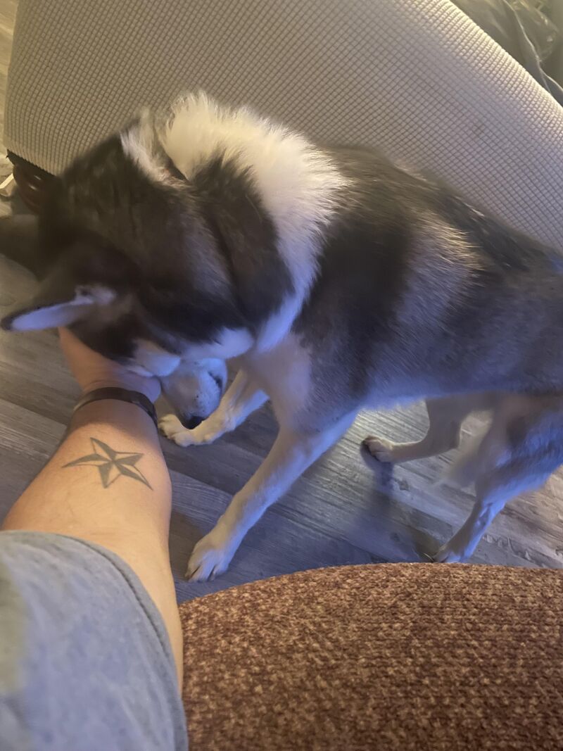 After licking my hand he loves driving his head into my hand.