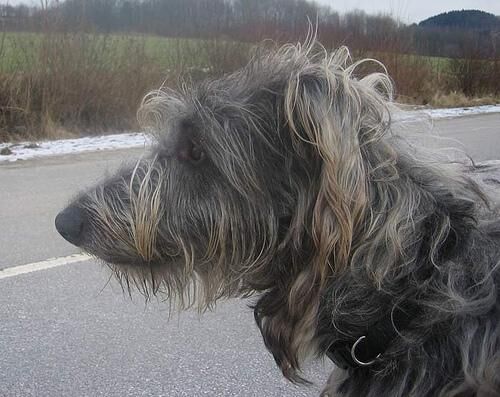 Deerhound Scottish