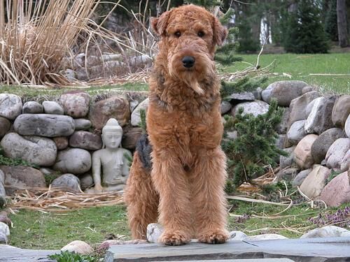 Airedale