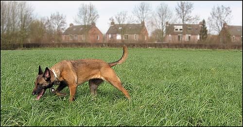 Malinois