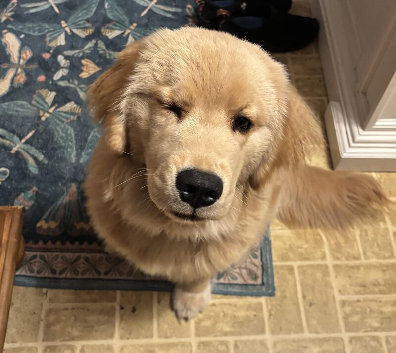 The Lone Golden Braincell