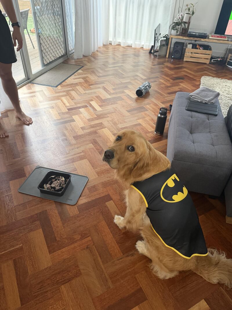Happy second Birthday Levi (BatDog)