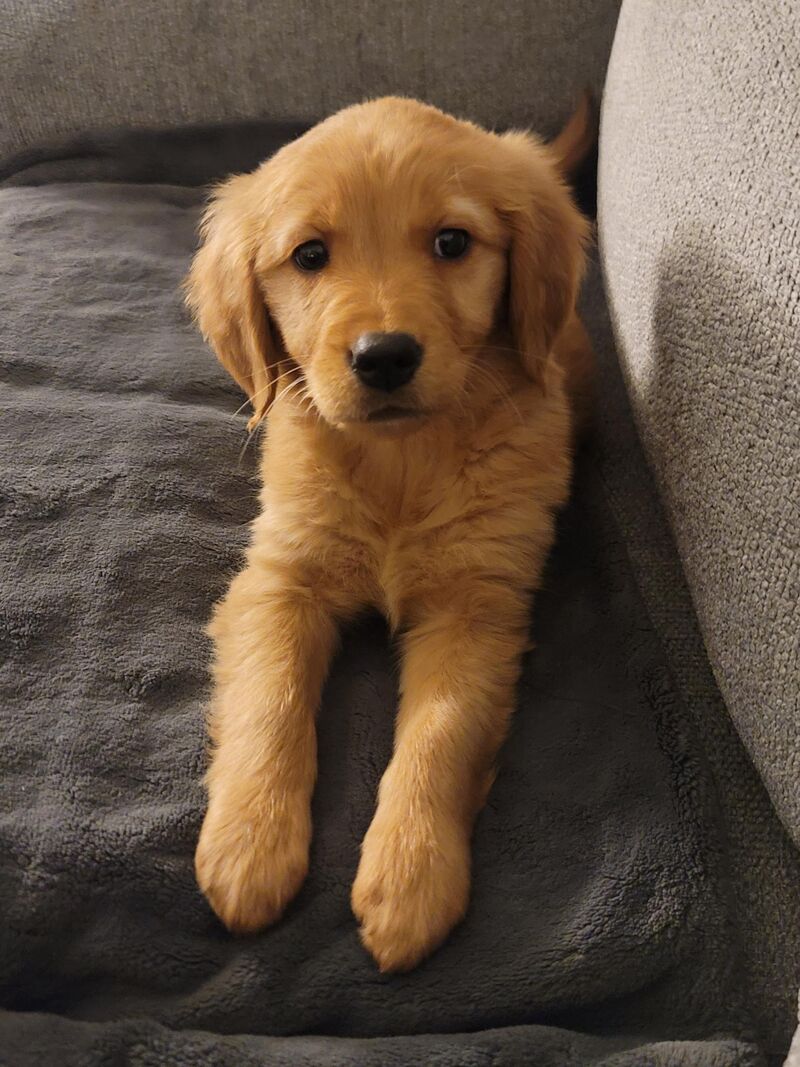 Goldens have been my favorite breed since childhood, and I have finally obtained one!
