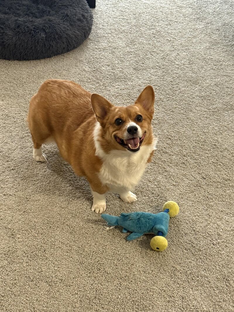 Hello, my name is Ollie and today I ate poop.