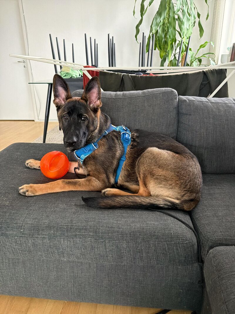 How do i stop my 6m old puppy from biting when we are