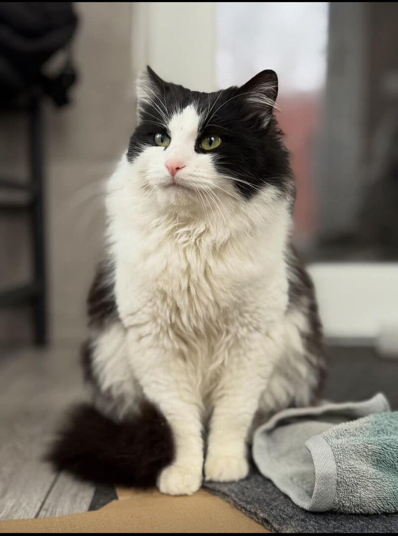 He looks like he owns the house (and honestly… he does)