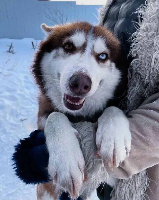 That look says, yes, I climbed into your arms again… and I regret nothing 🐾❄️💙
