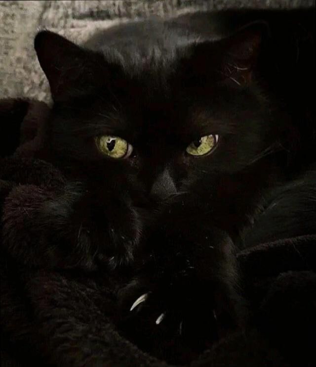 My boss has whiskers 🐾