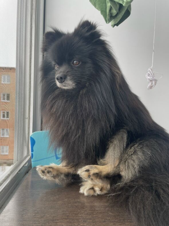 This is Luna. She waited so patiently for her forever home, and now she spends her mornings watching the world go by from our window. We rescued her, but she really rescued us 🥰