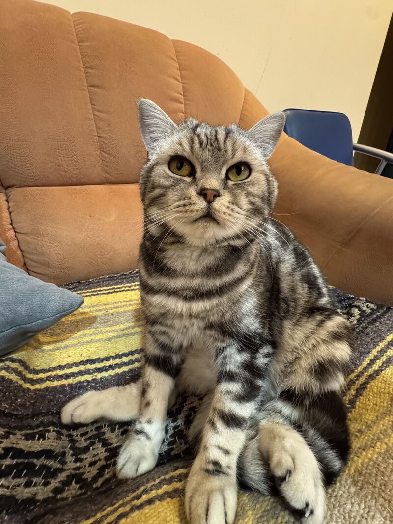 Just sitting politely